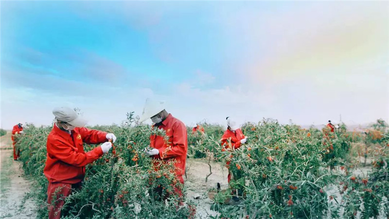 銀川伊百盛生物工程有限公司 銀川伊百盛生物工程有限公司